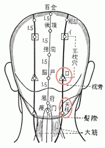 膀胱経の後頭部