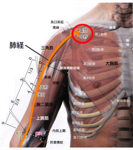 手の太陰肺経（解剖図あり）