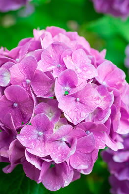 濡れたピンクの紫陽花