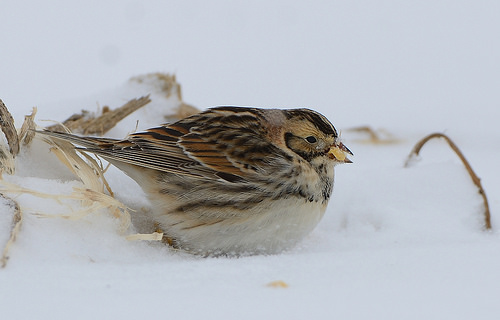 雪の中の鳥