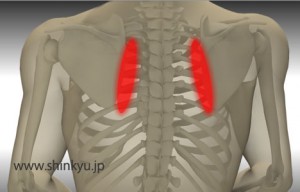 肩甲骨の内側の痛み