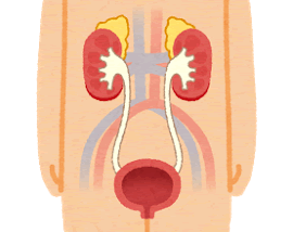 腎臓と膀胱